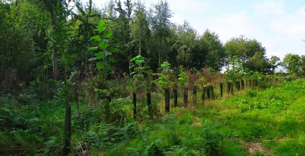 Semeurs de forêts