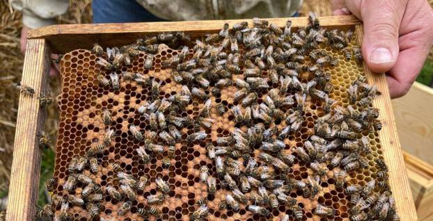 Des abeilles chez Growingpaper