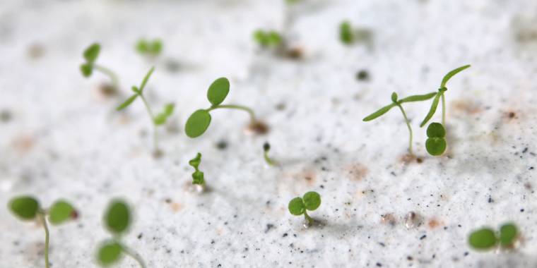 Grossiste graine à planter, Fournisseur de graines à planter, vente en  gros