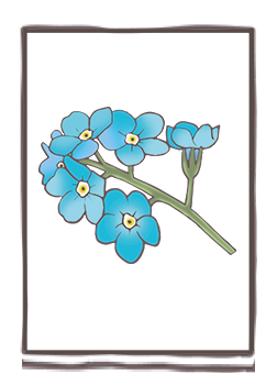 Myosotis